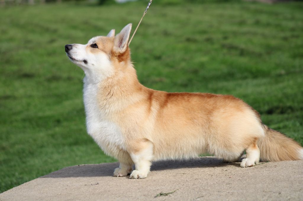 Les Welsh Corgi Pembroke de l'affixe des Romarins de Mayerling