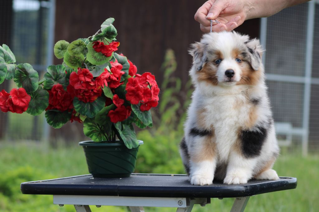 chiot Berger Américain Miniature  des Romarins de Mayerling