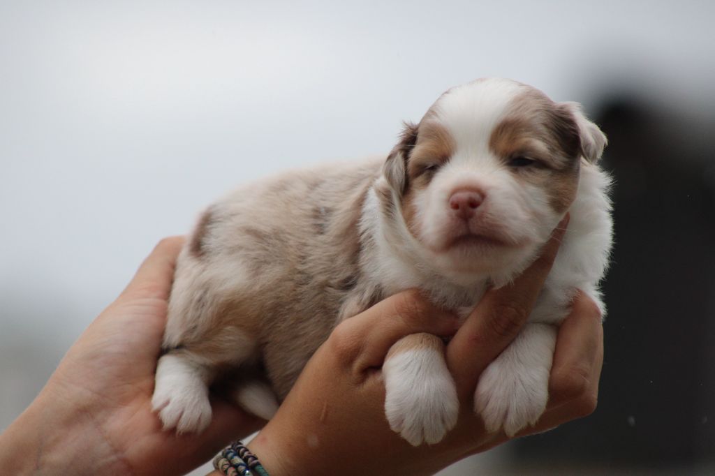 chiot Berger Américain Miniature  des Romarins de Mayerling