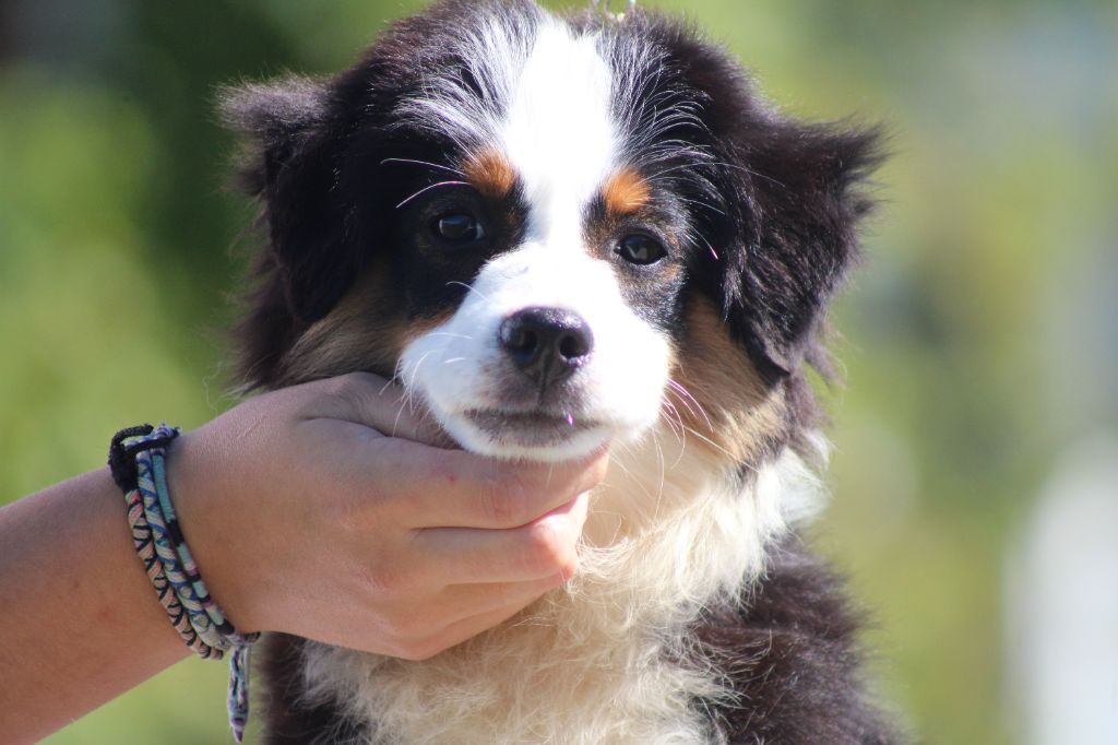 chiot Berger Américain Miniature  des Romarins de Mayerling