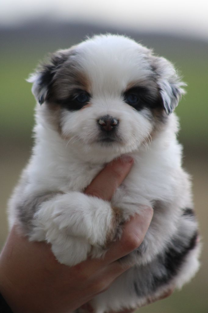 chiot Berger Américain Miniature  des Romarins de Mayerling