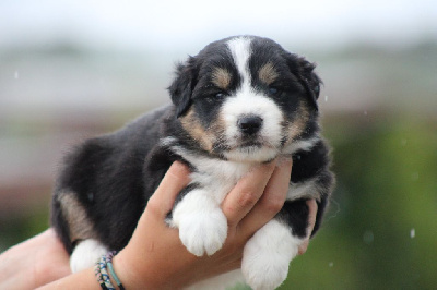 chiot noir tricolore point blanc 