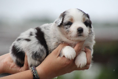 bleu merle oreille noir 