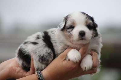 bleu merle oreille noir 