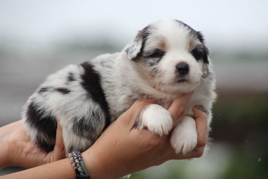 bleu merle oreille noir 