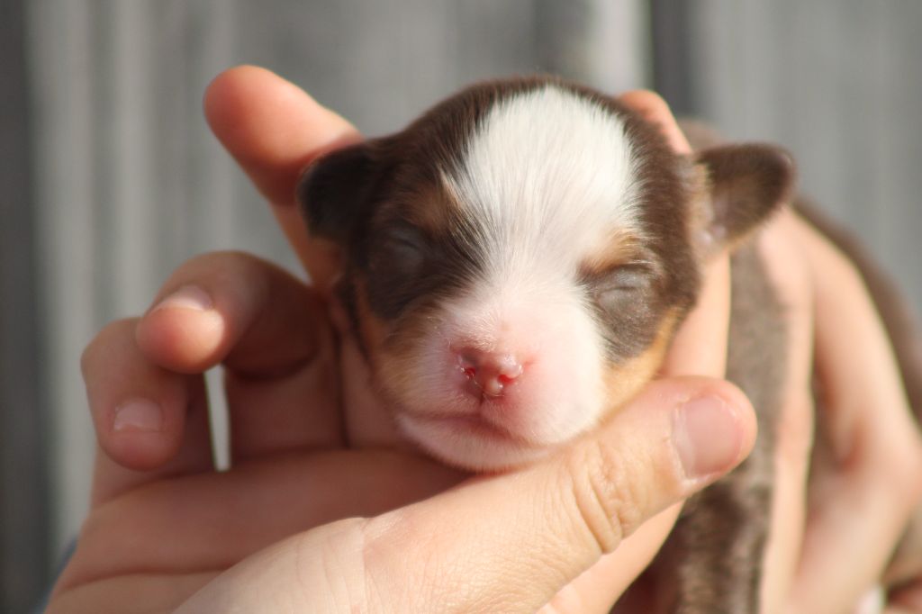 chiot Berger Américain Miniature  des Romarins de Mayerling