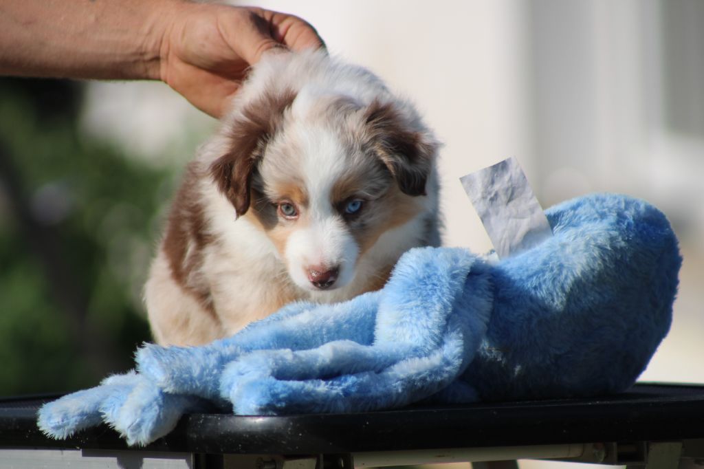 chiot Berger Américain Miniature  des Romarins de Mayerling