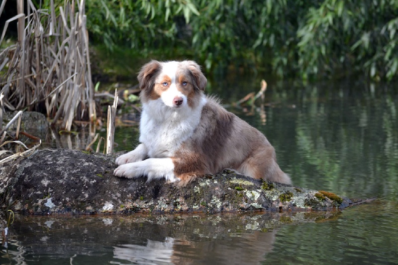 CH. linderland Aspen for mayerling