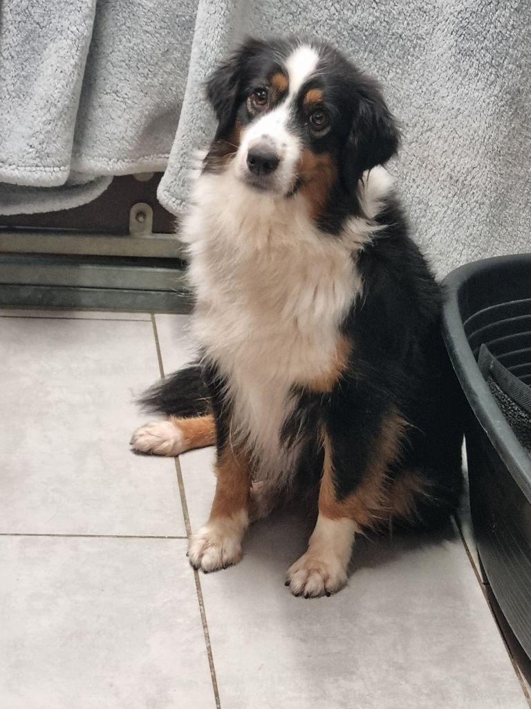 Tara des Romarins de Mayerling