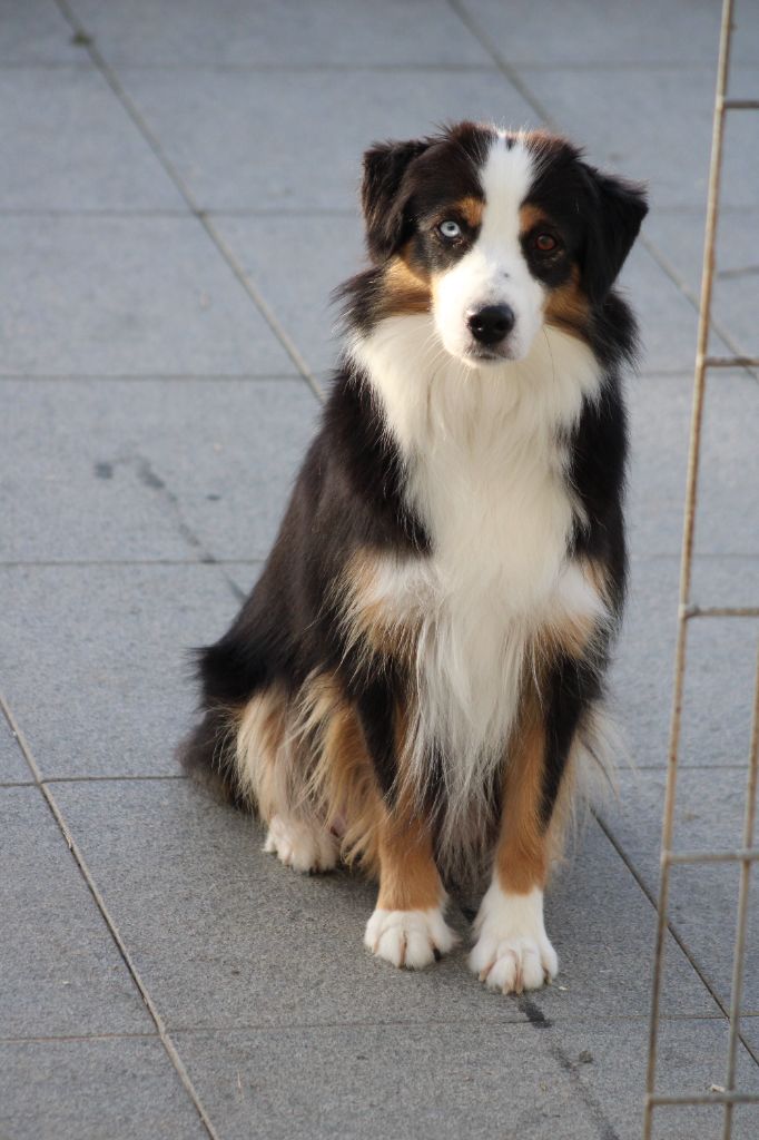 Praline des Romarins de Mayerling