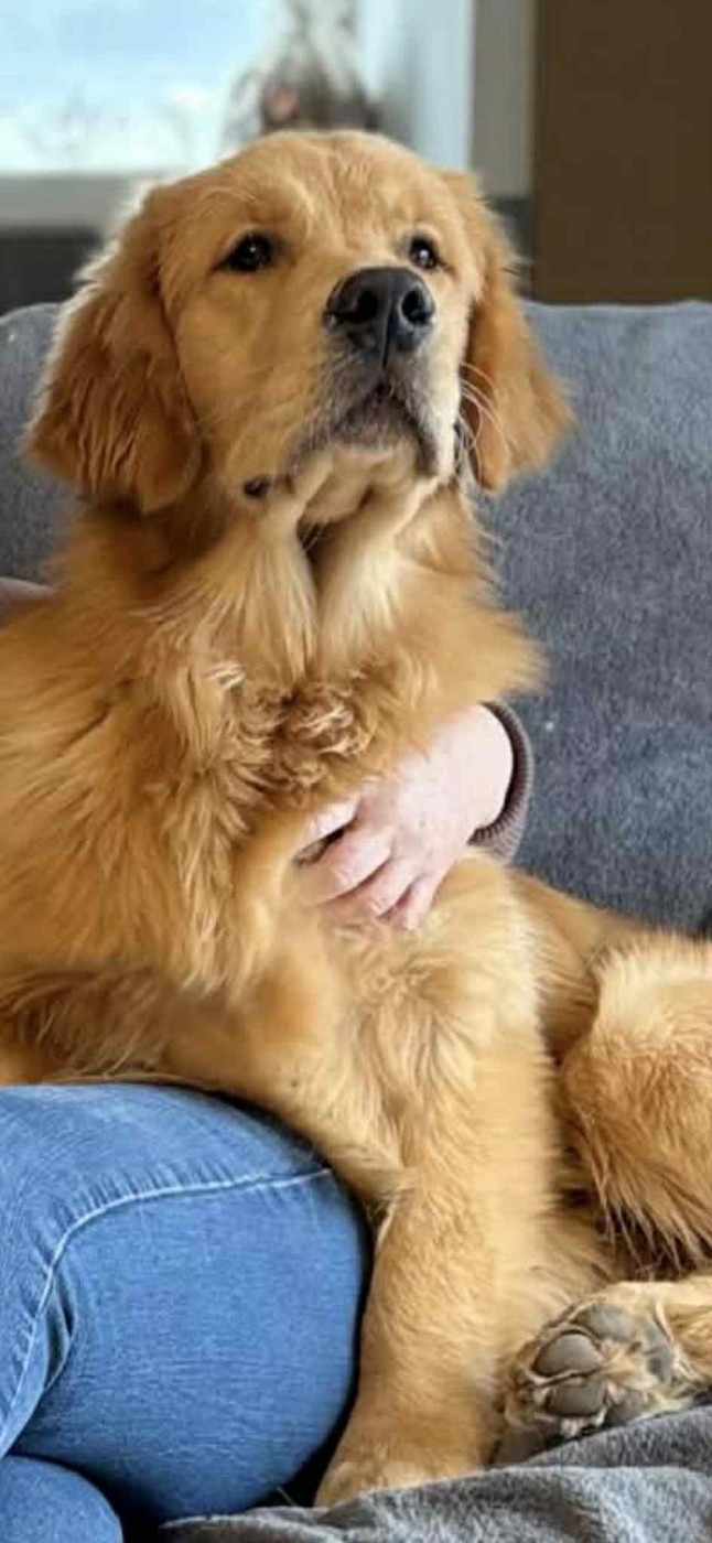 golden glory Dreams Do Come True