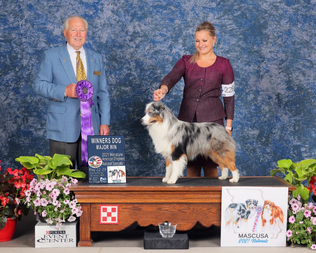 des Romarins de Mayerling - CHAMPION USA pour un MAYERLING