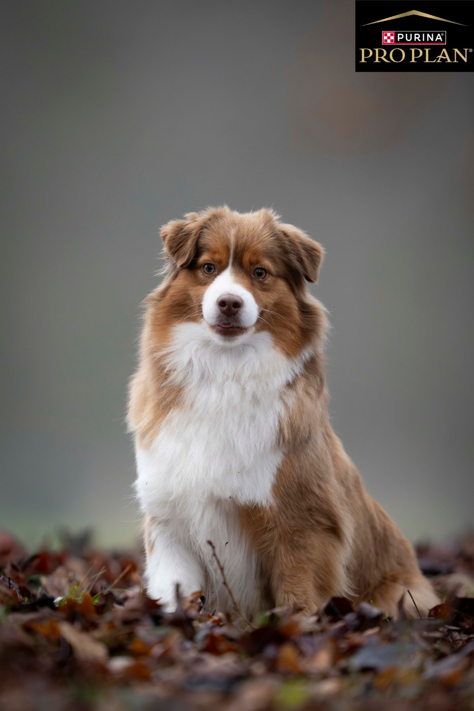 des Romarins de Mayerling - Meilleur femelle de la race berger américain miniature 2025