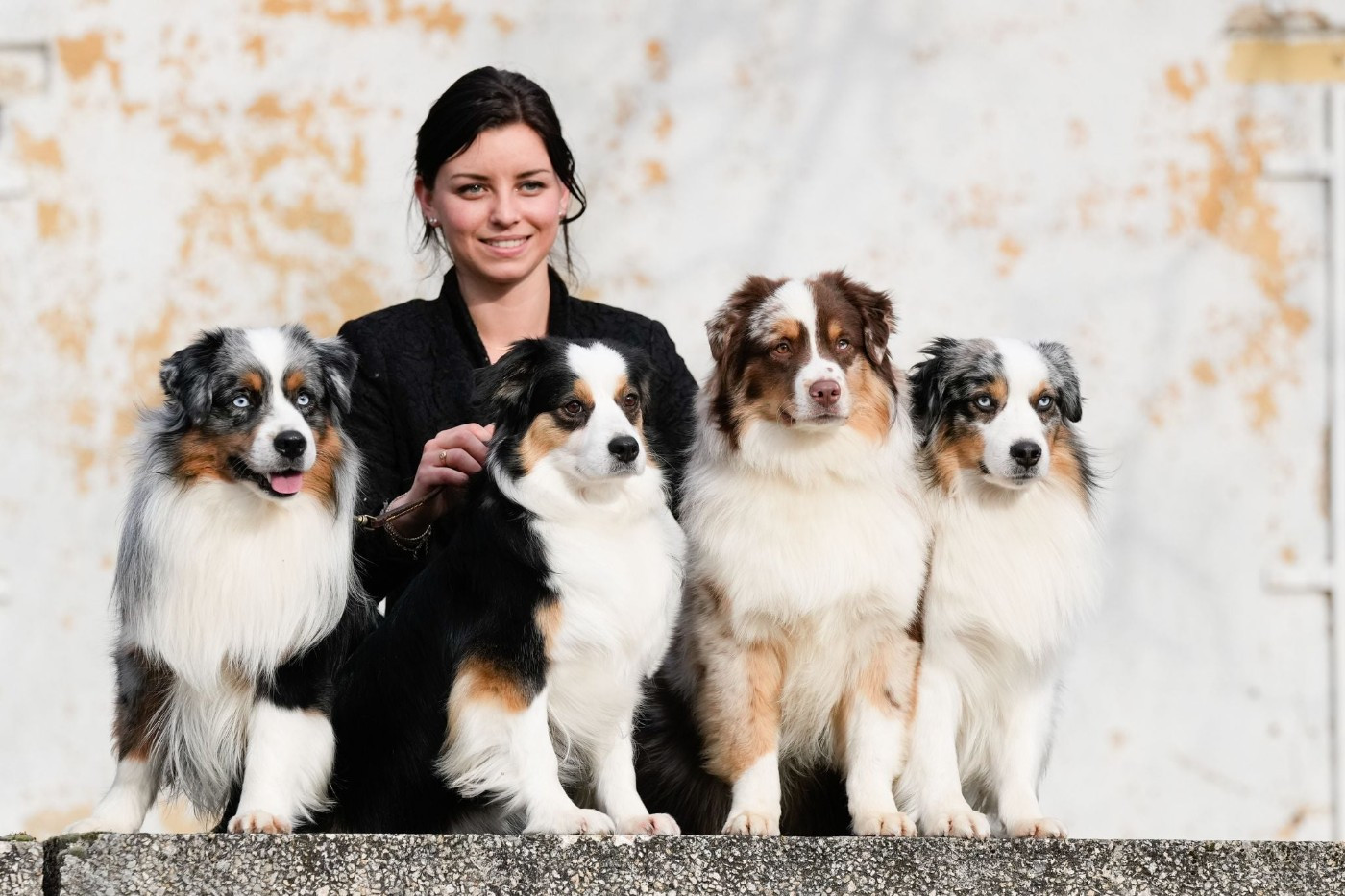 des Romarins de Mayerling - Meilleur élevage de France 2025
