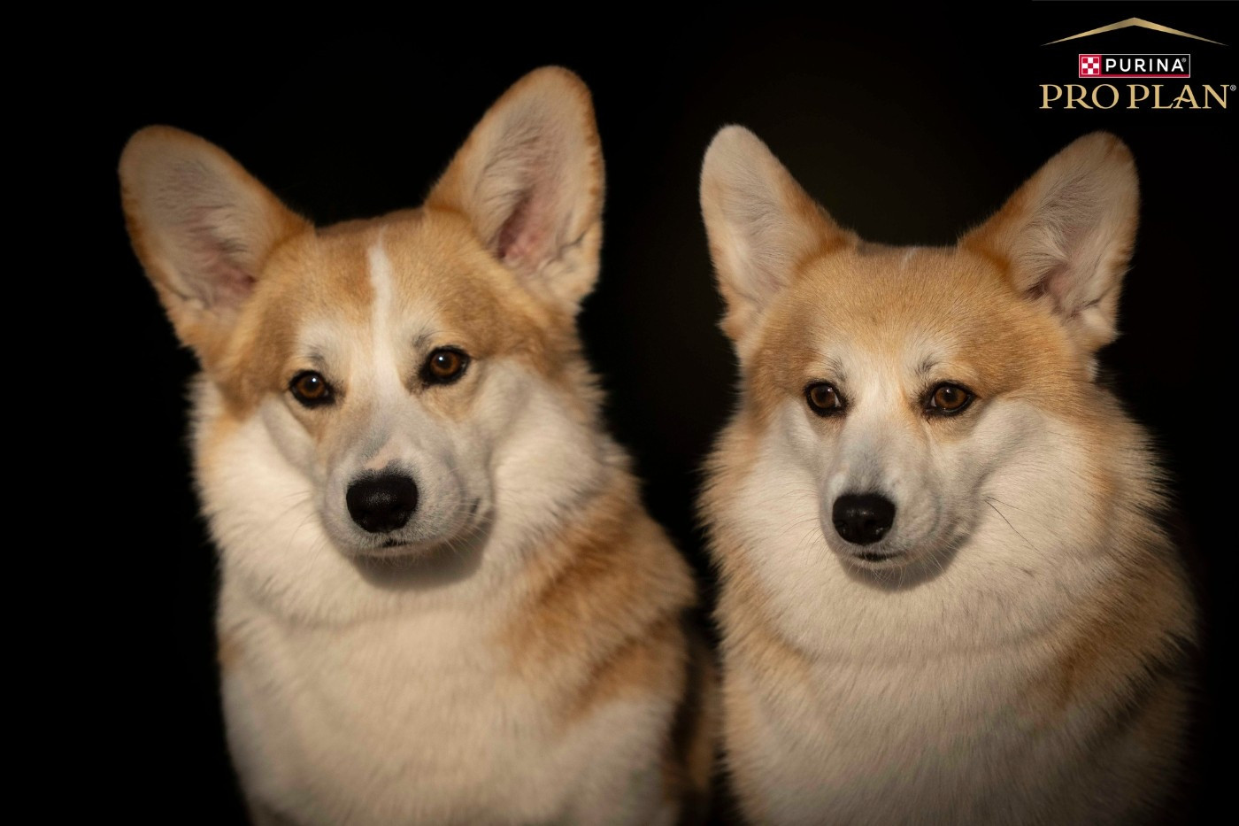 des chiots arrivent ....