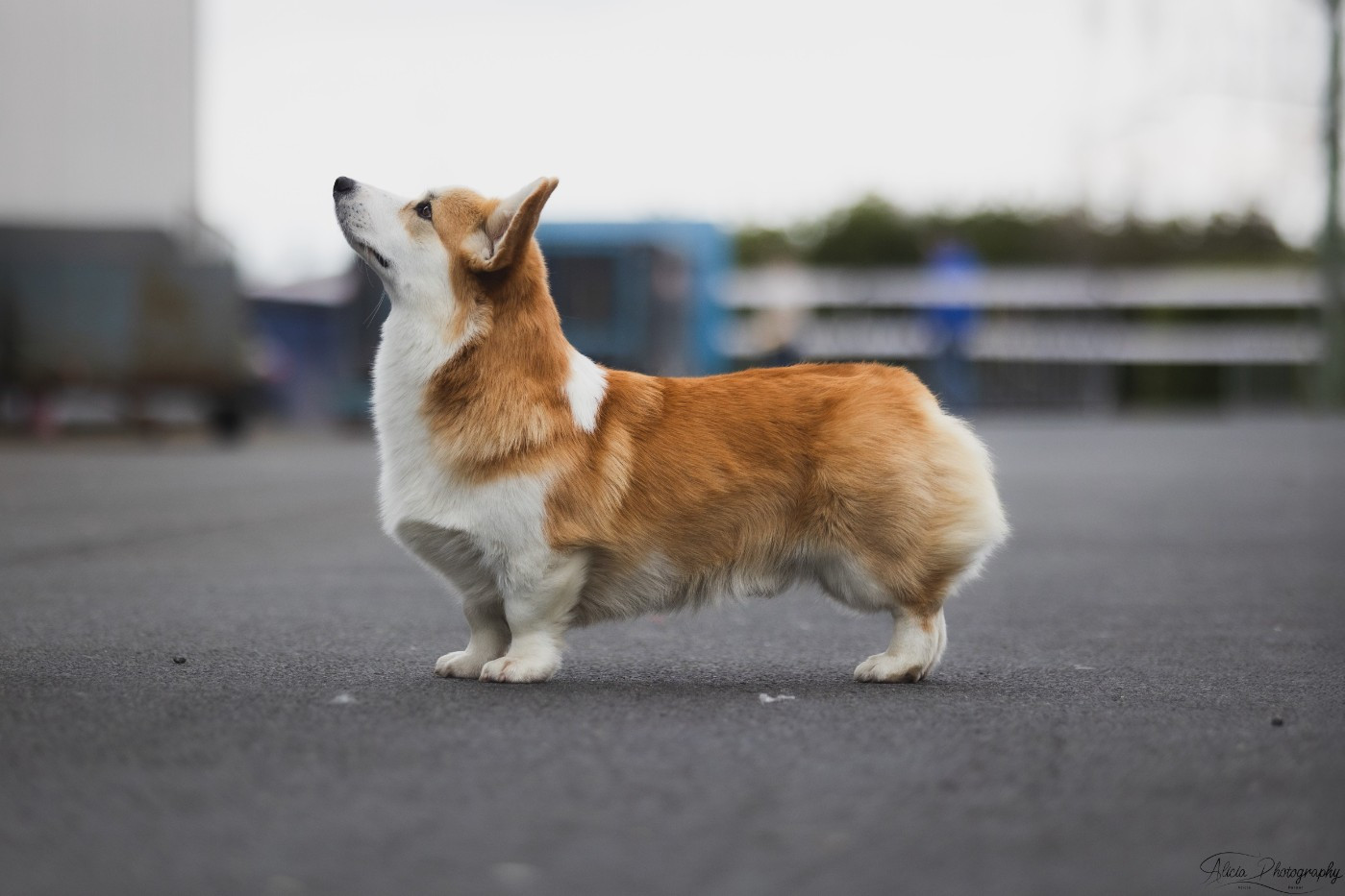homologation champion des expos de france pour notre jeune houdinie
