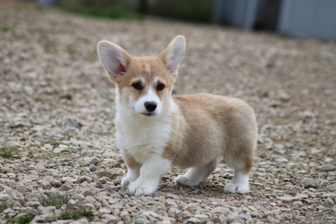 CHIOTS DISPONIBLE
