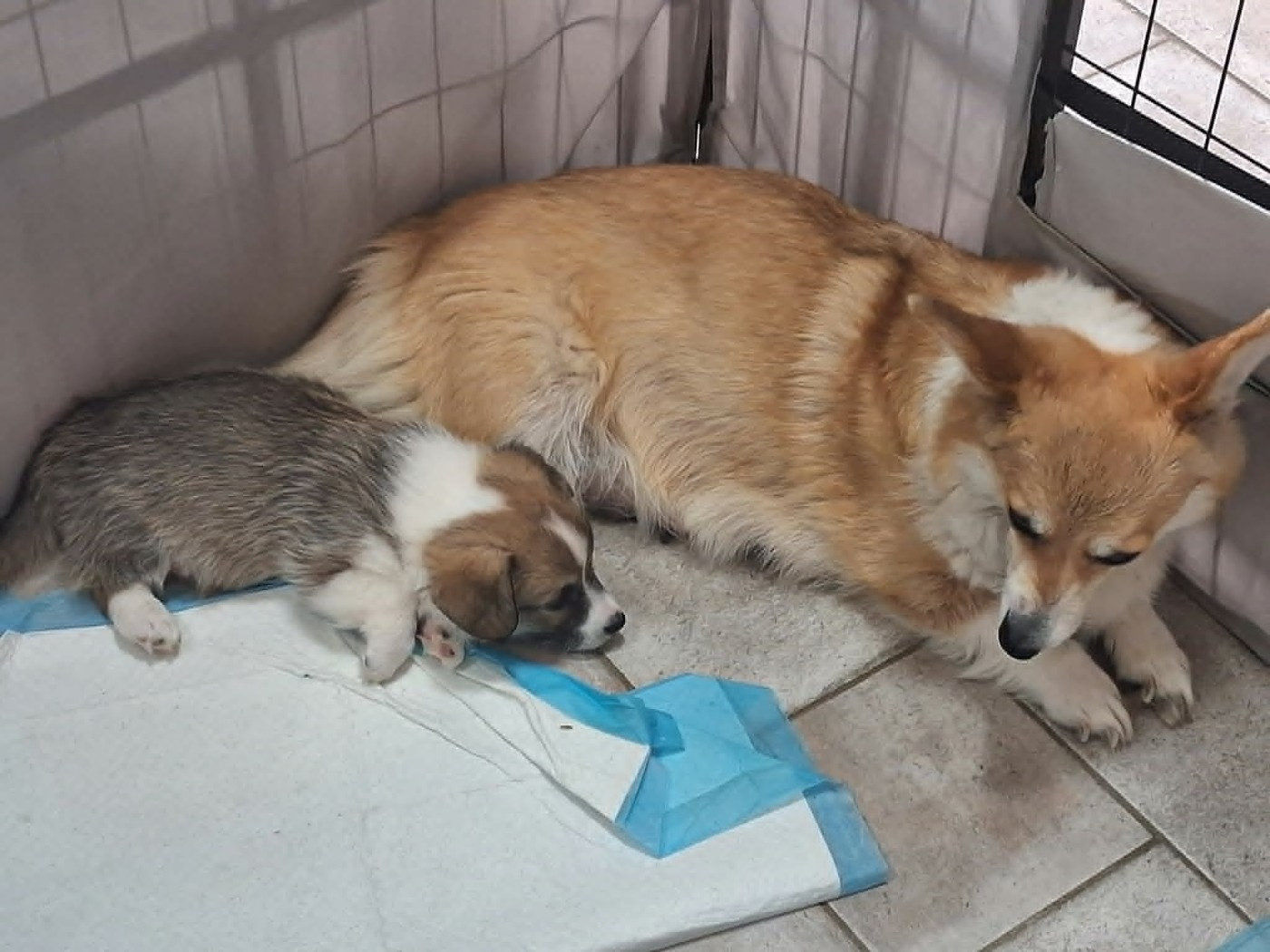 3 mâles corgis disponible de suite
