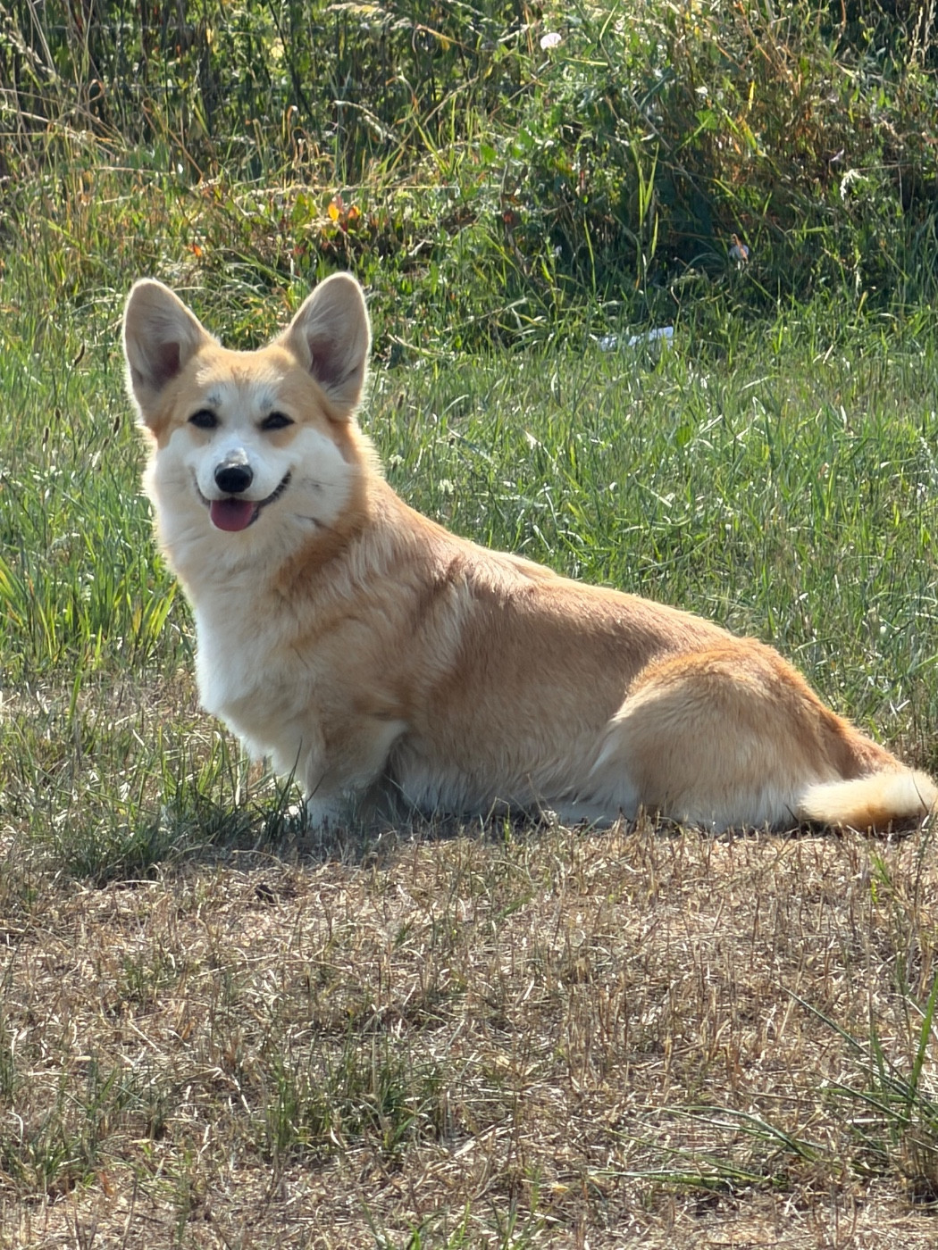 Des chiots prévue pour fin Août