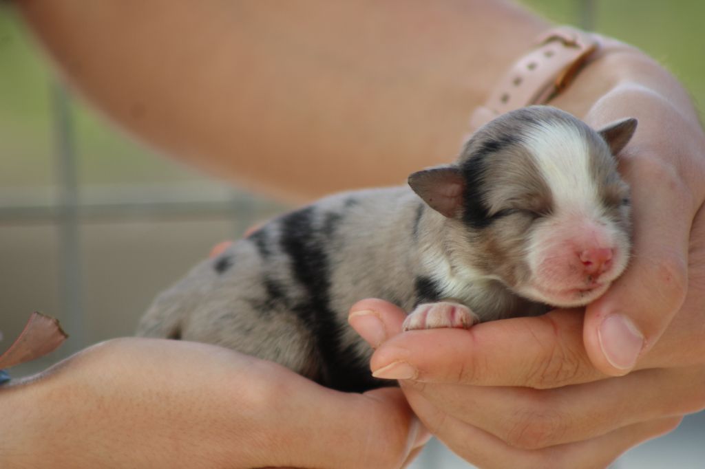des Romarins de Mayerling - nos chiots viennent d arrivés