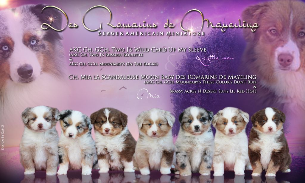des Romarins de Mayerling - des chiots disponibles
