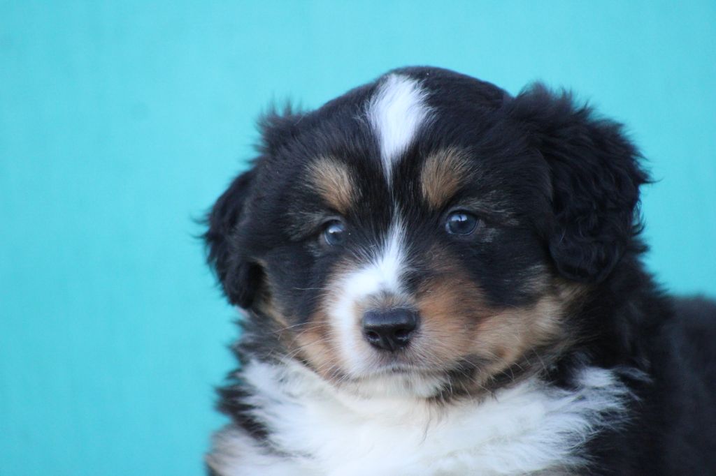 des Romarins de Mayerling - chiots disponibles