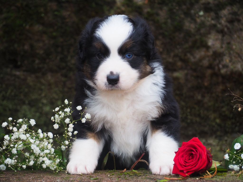 des Romarins de Mayerling - des chiots disponibles