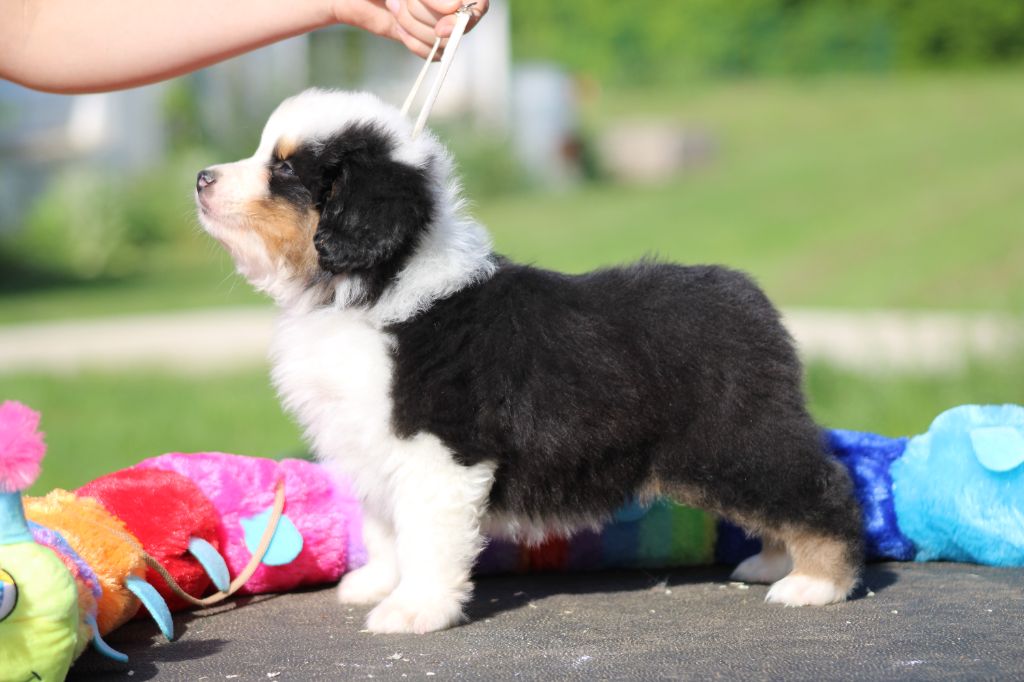 des Romarins de Mayerling - plusieurs chiots disponibles