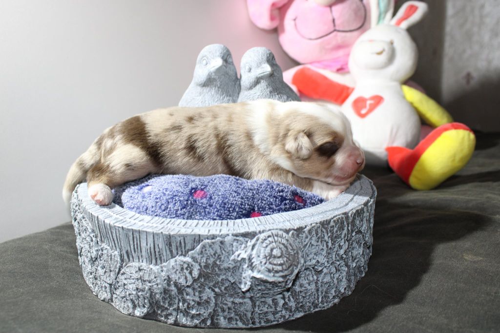 des Romarins de Mayerling - Des chiots disponibles/ Voir page Chiots