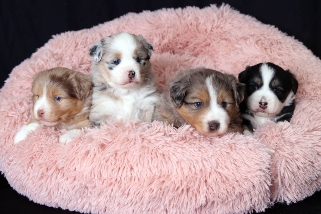 des Romarins de Mayerling - chiots disponibles