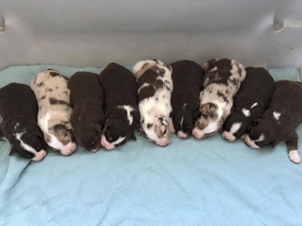 des Romarins de Mayerling - CHIOTS DISPONIBLES TOUTES COULEURS