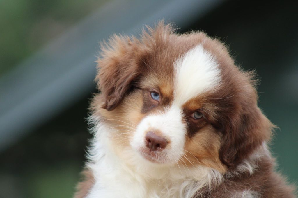 des Romarins de Mayerling - chiots disponible