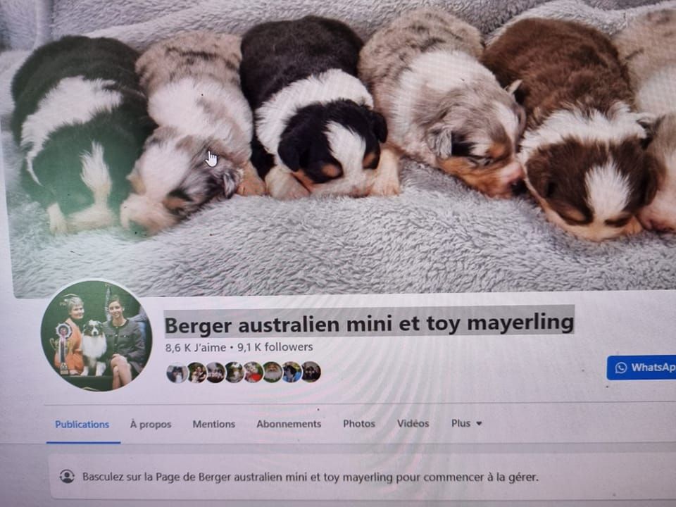 des Romarins de Mayerling - N'oublier pas de nous suivre sur FACEBOOK