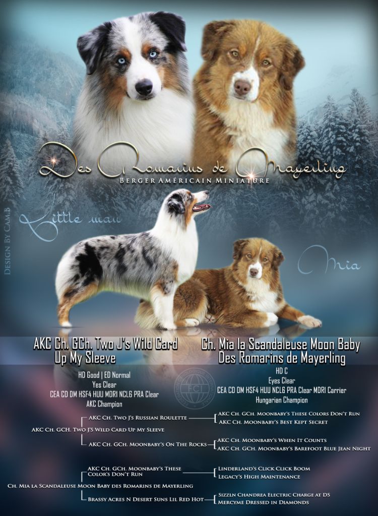 des Romarins de Mayerling - chiots qualités expos élevages disponibles
