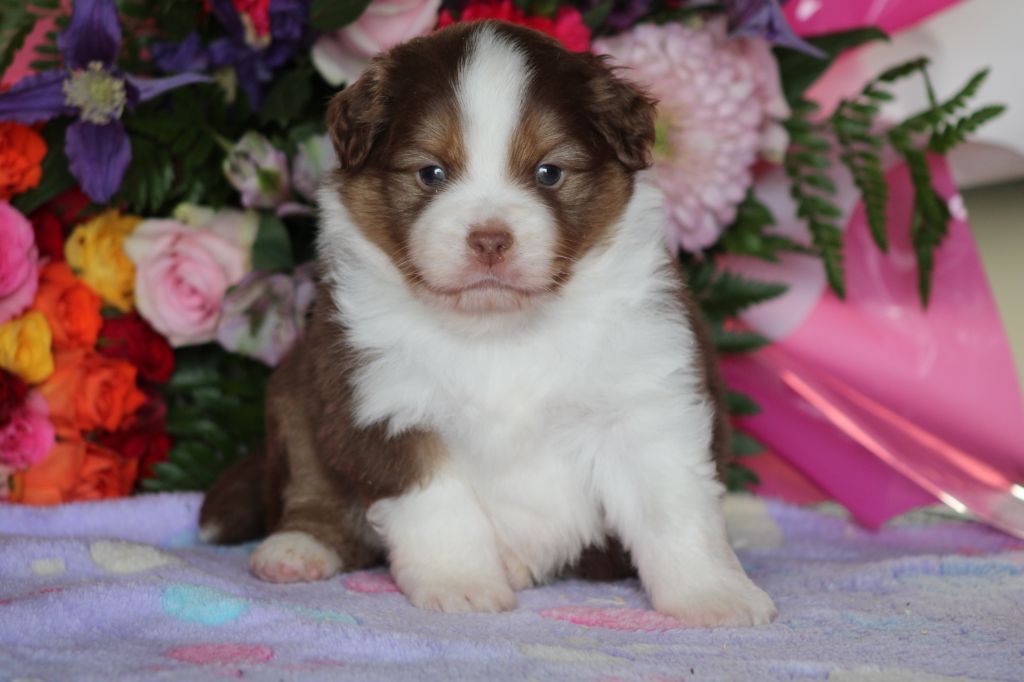 des Romarins de Mayerling - des chiots disponibles
