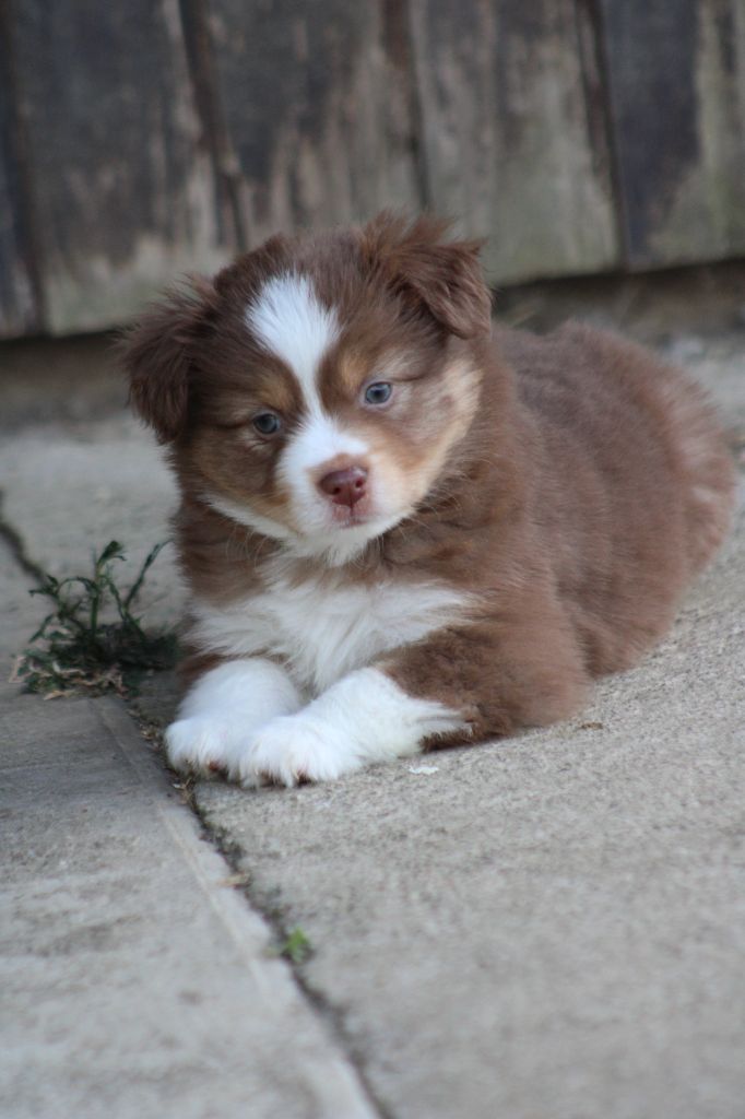 des Romarins de Mayerling - Chiots disponibles - Berger Américain Miniature 