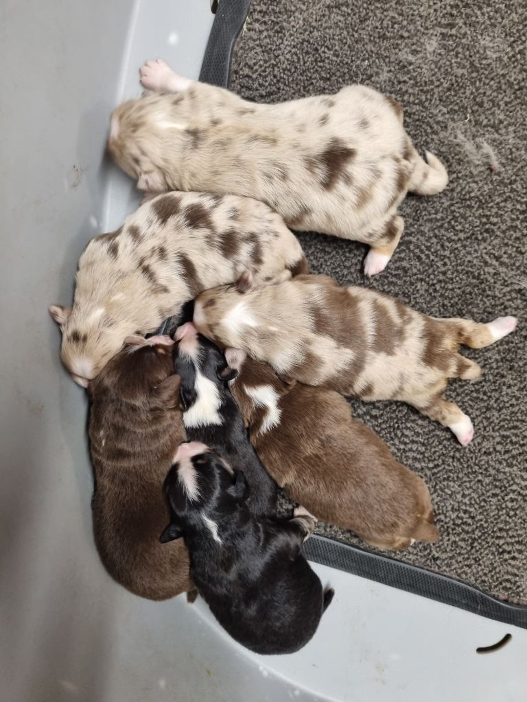 des Romarins de Mayerling - Berger Américain Miniature  - Portée née le 06/11/2025