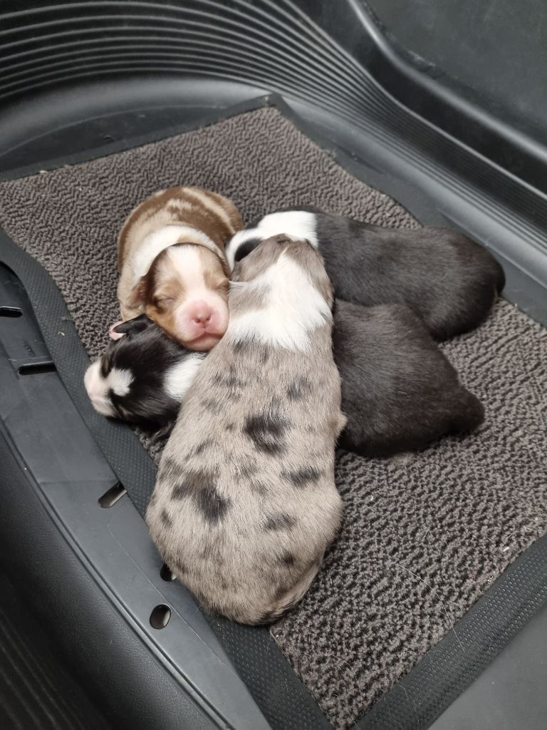 des Romarins de Mayerling - Berger Américain Miniature  - Portée née le 14/10/2025