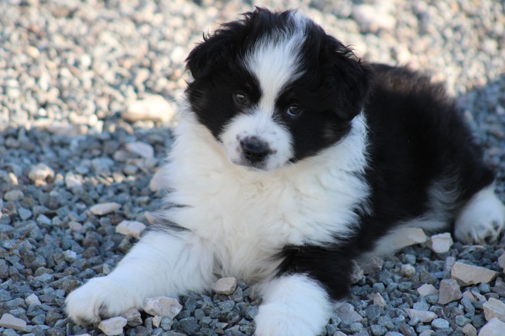Chiot Berger Américain Miniature  des Romarins de Mayerling