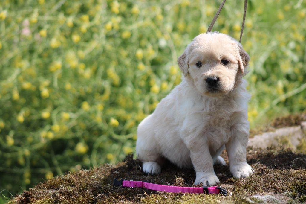 des Romarins de Mayerling - Chiots disponibles - Golden Retriever