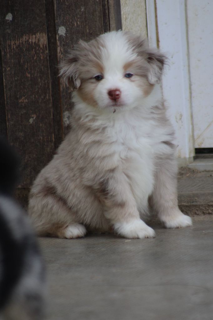 des Romarins de Mayerling - Chiots disponibles - Berger Américain Miniature 