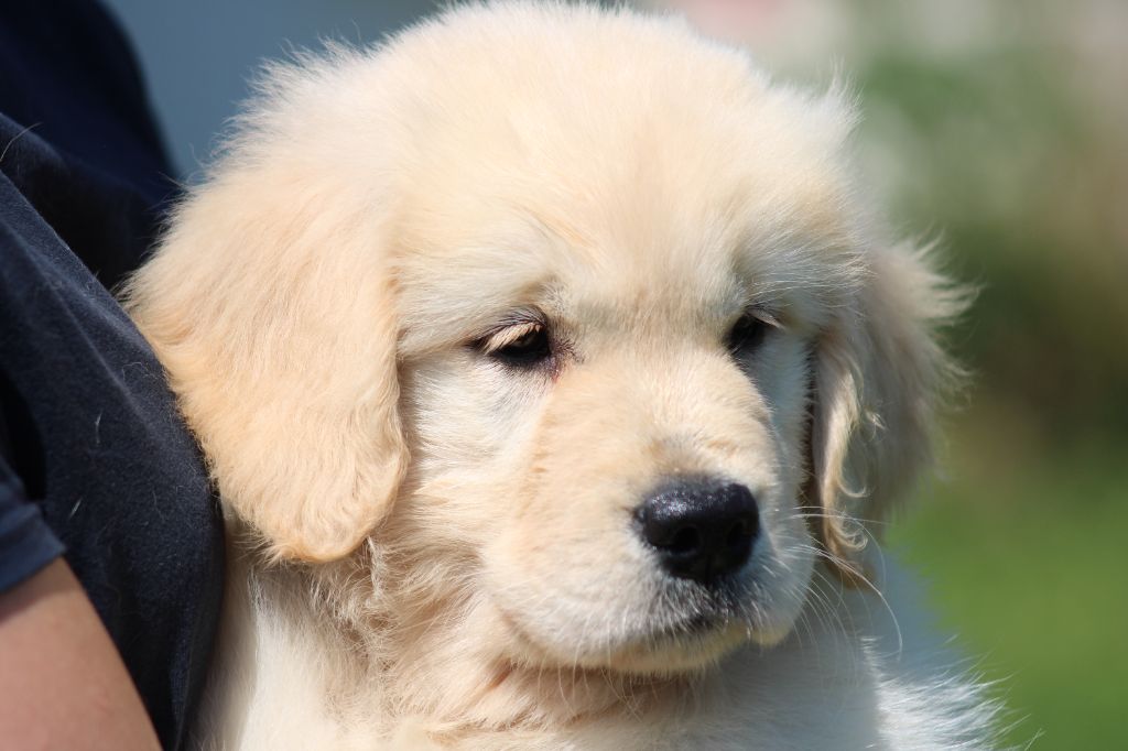 des Romarins de Mayerling - Chiots disponibles - Golden Retriever