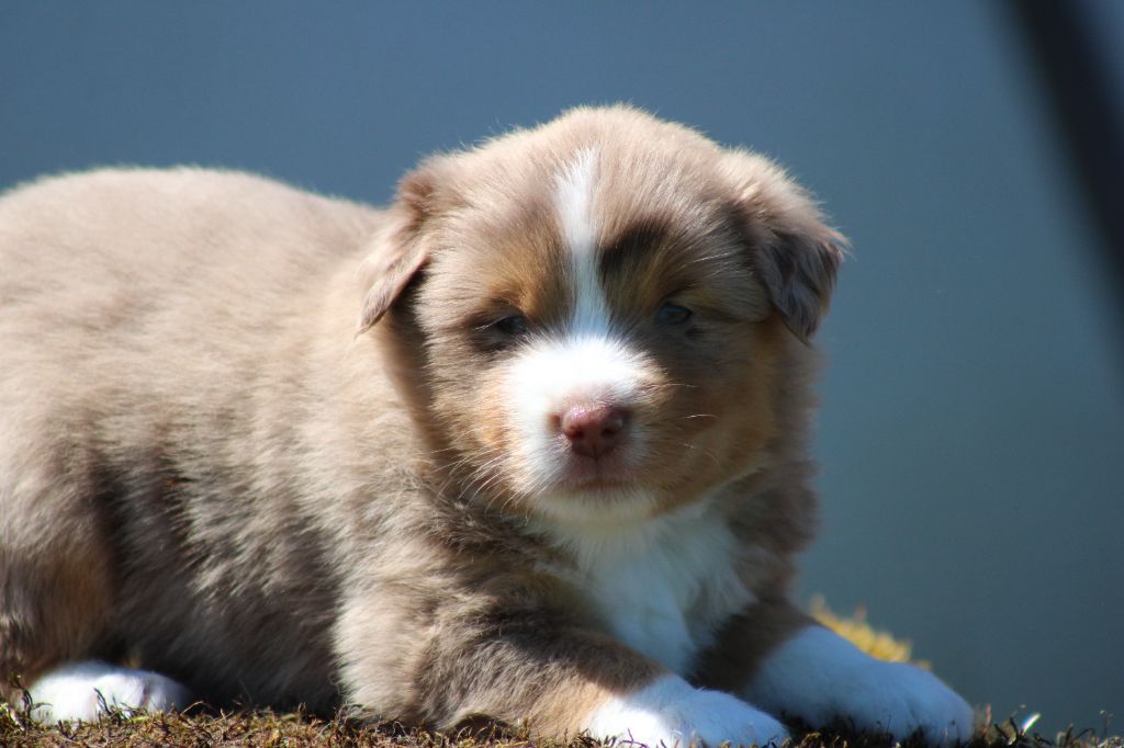 des Romarins de Mayerling - Chiots disponibles - Berger Américain Miniature 