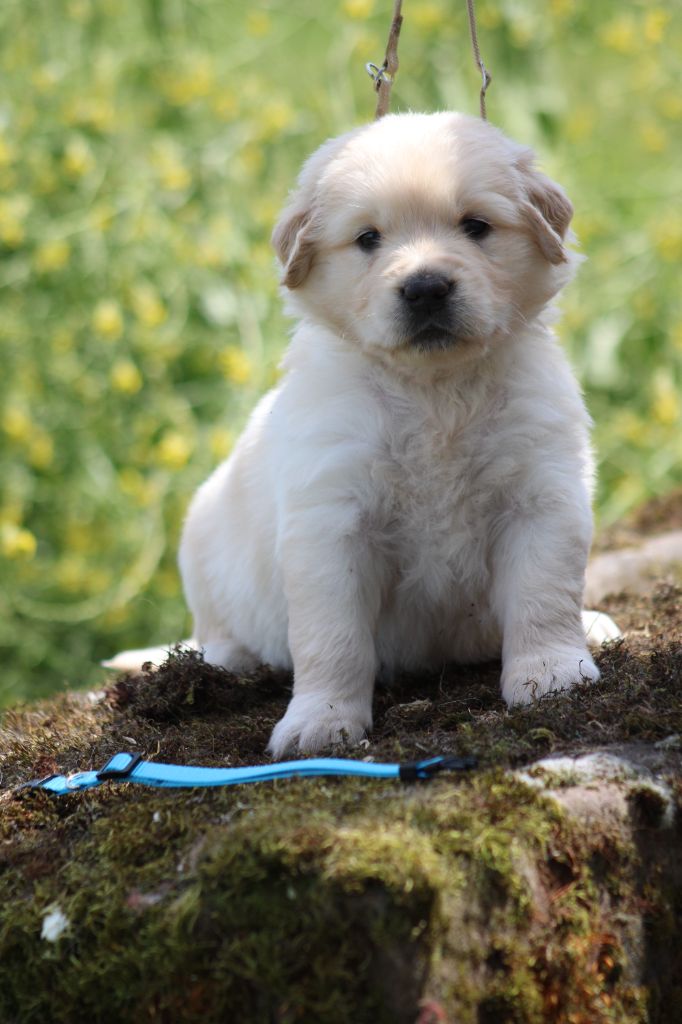 des Romarins de Mayerling - Chiots disponibles - Golden Retriever