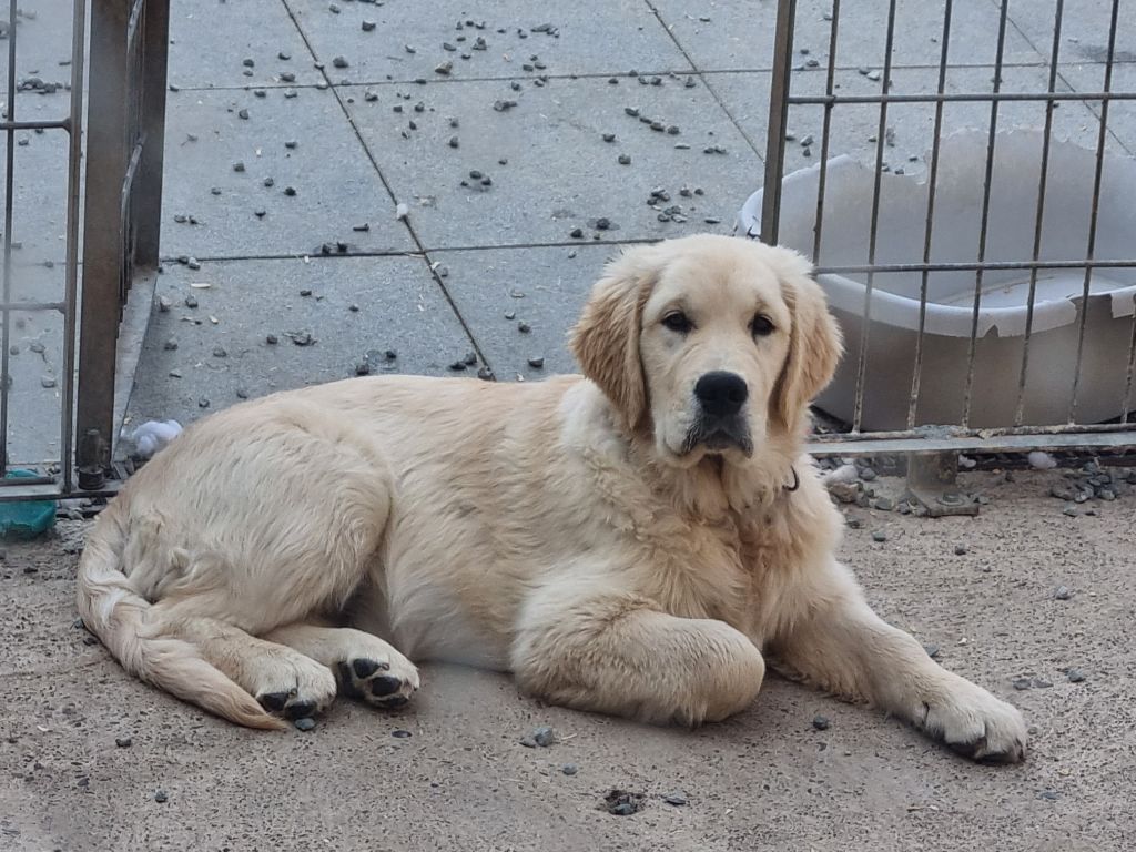 des Romarins de Mayerling - Chiots disponibles - Golden Retriever