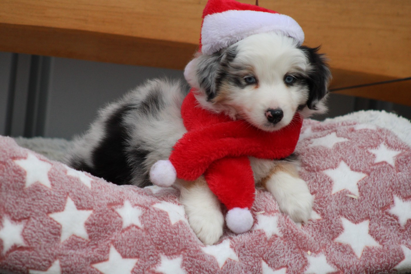 Chiot Berger Américain Miniature  des Romarins de Mayerling