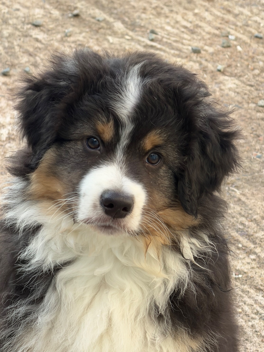 des Romarins de Mayerling - Chiots disponibles - Berger Américain Miniature 