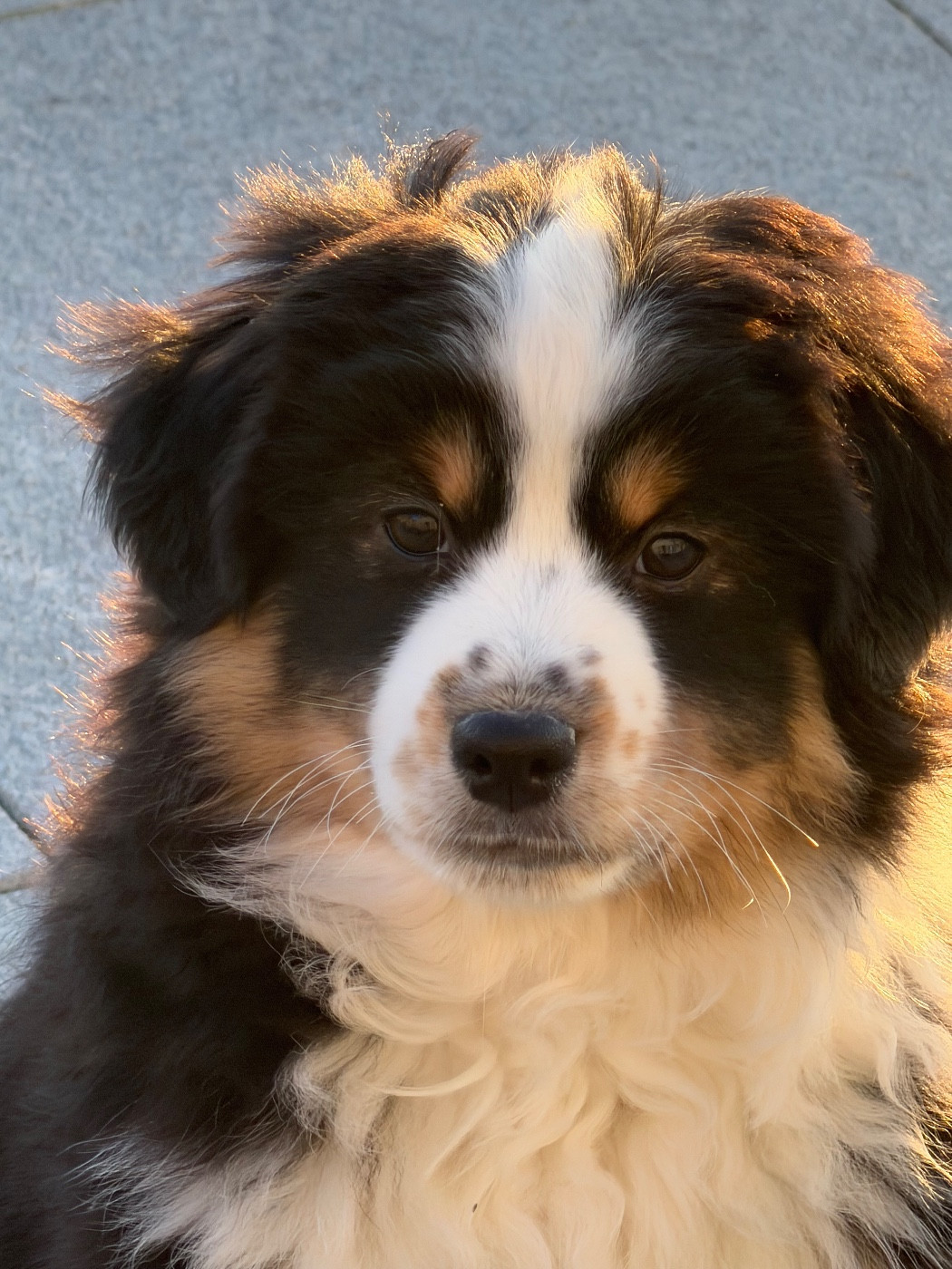 des Romarins de Mayerling - Chiots disponibles - Berger Américain Miniature 