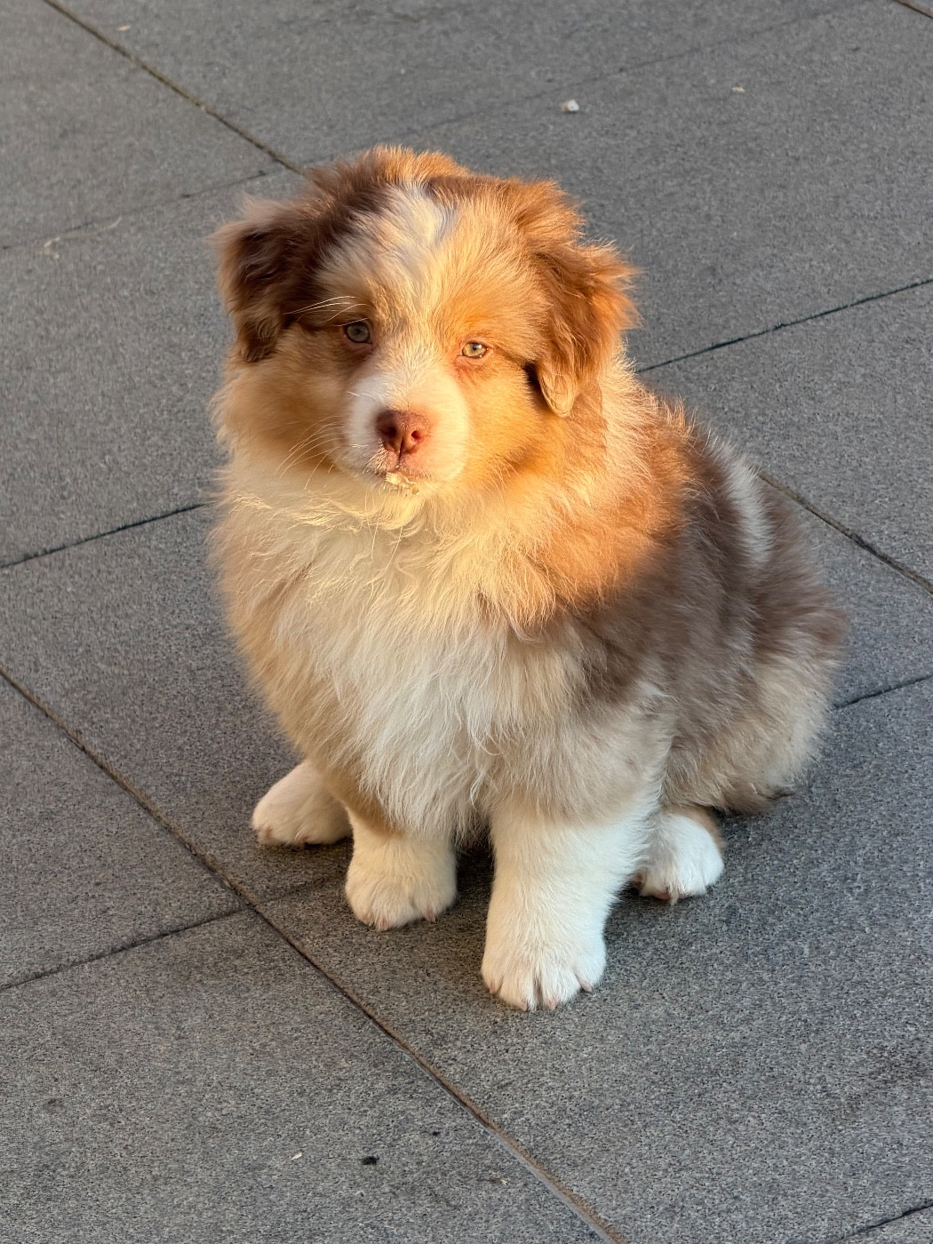 des Romarins de Mayerling - Chiots disponibles - Berger Américain Miniature 