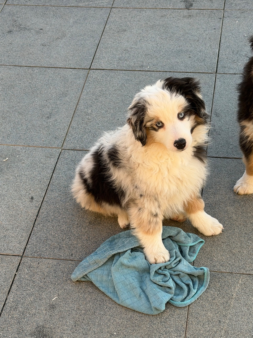 des Romarins de Mayerling - Chiots disponibles - Berger Américain Miniature 
